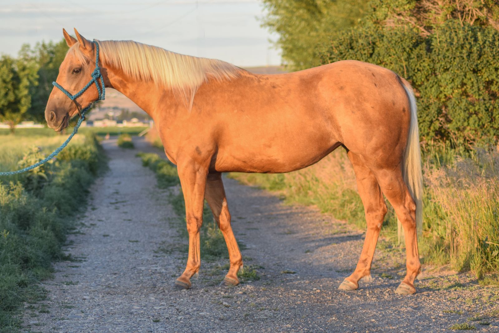 “Famous French Kitten” – 2023 AQHA Palomino Mare