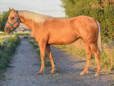 โFamous French Kittenโ โ 2023 AQHA Palomino Mare
