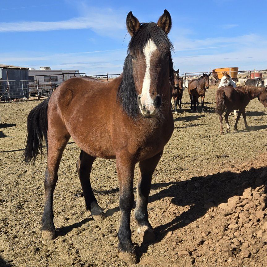 Bay Gelding
