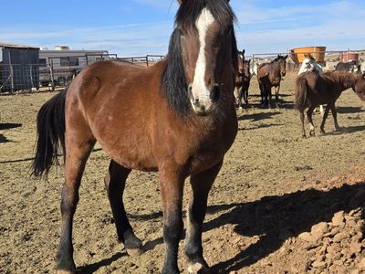 Bay Gelding