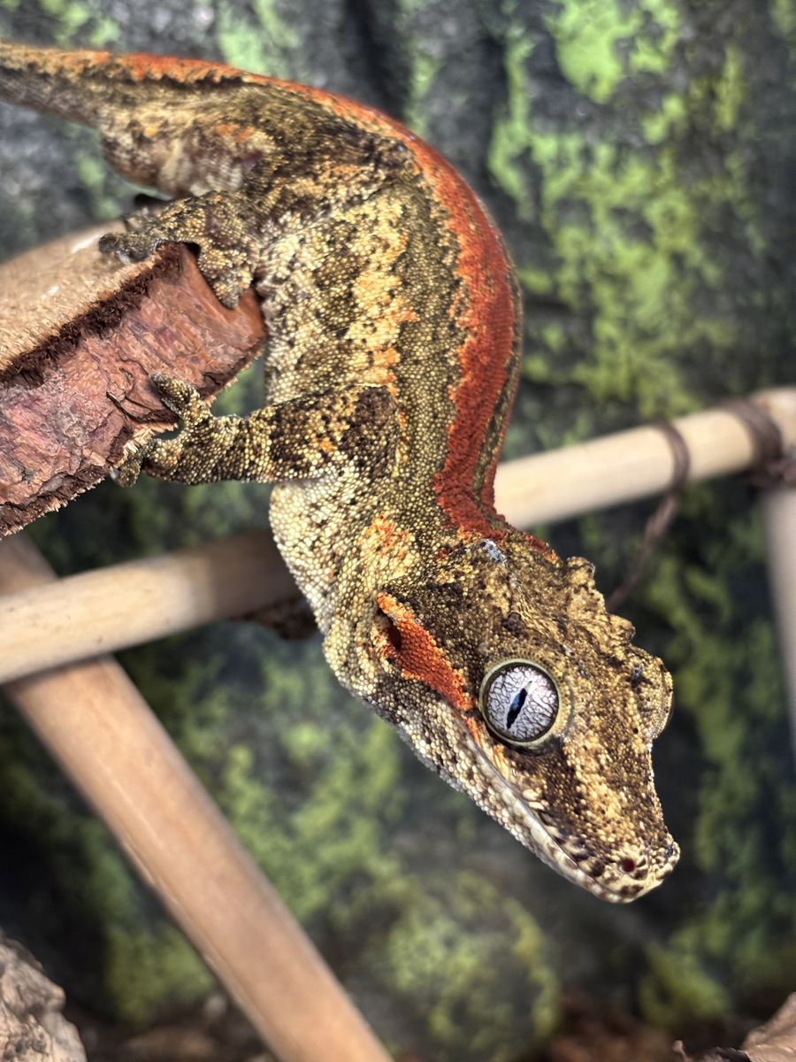 Adult Gargoyle Gecko w/ Tank