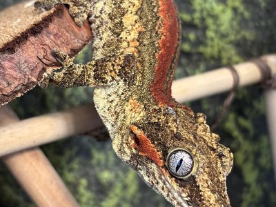 Adult Gargoyle Gecko w/ Tank