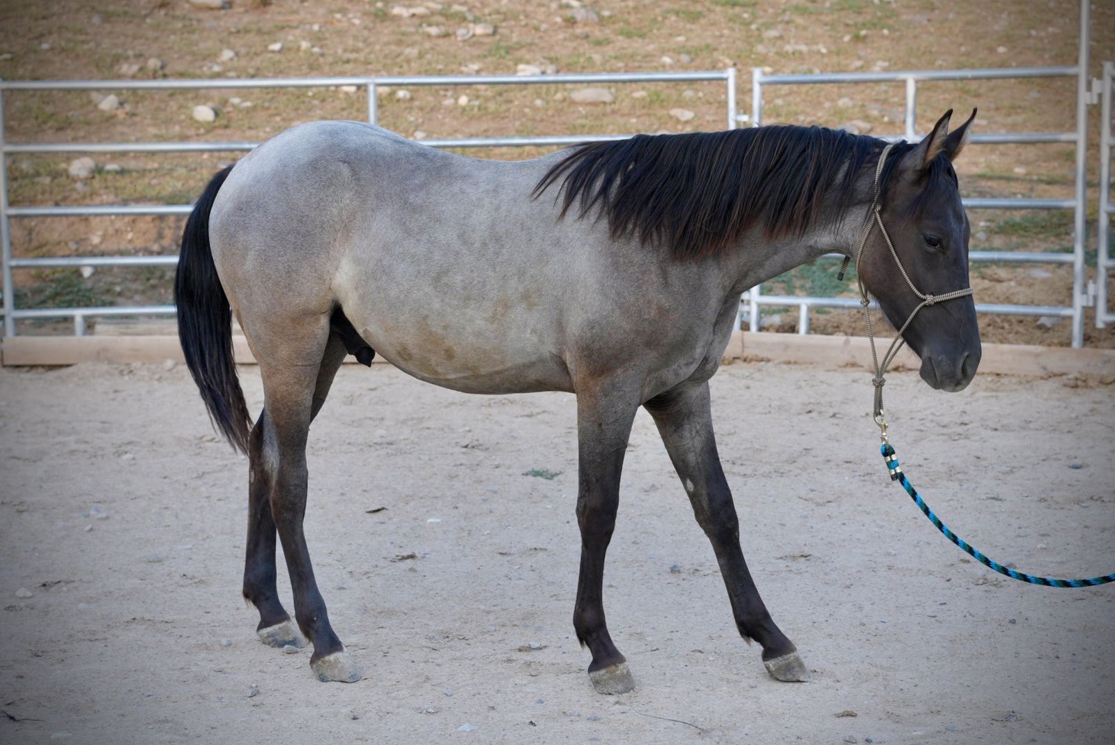 Registered Yearling AQHA Grulla Roan Gelding