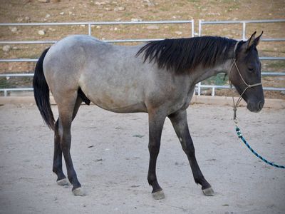 Registered Yearling AQHA Grulla Roan Gelding