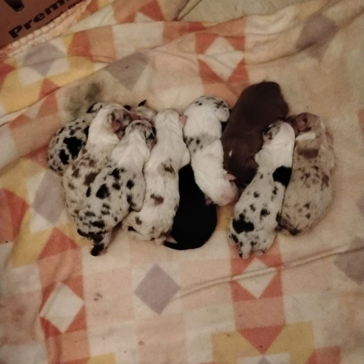 pure bred Australian Shepherd