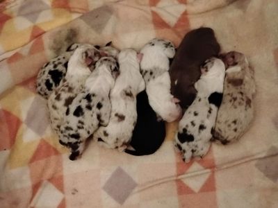 pure bred Australian Shepherd