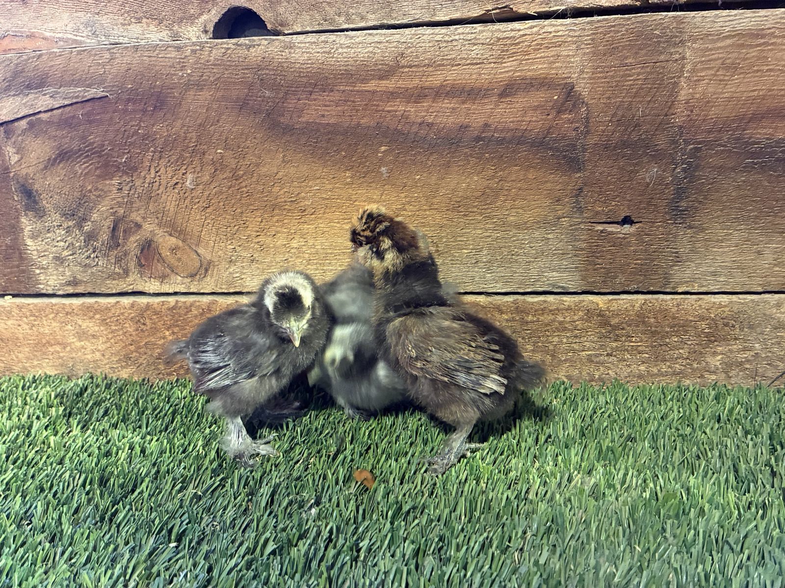 2 Week Old Silkie Chicks