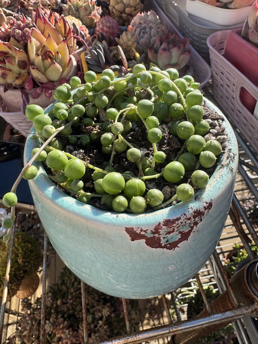 Real succulents string of pearls in planter