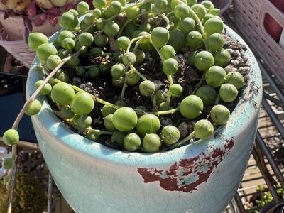 Real succulents string of pearls in planter