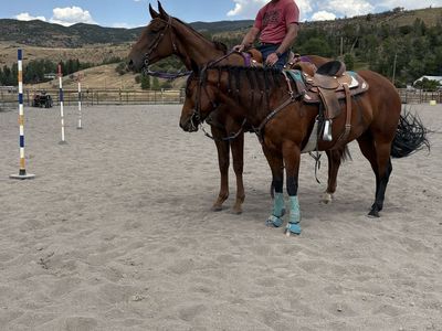 First DOwn Dash / Dash To Fame 4 Year Old Gelding