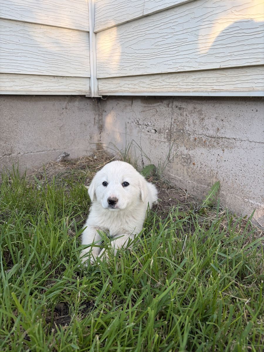Great Pyrenees Puppies