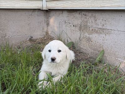 Great Pyrenees Puppies