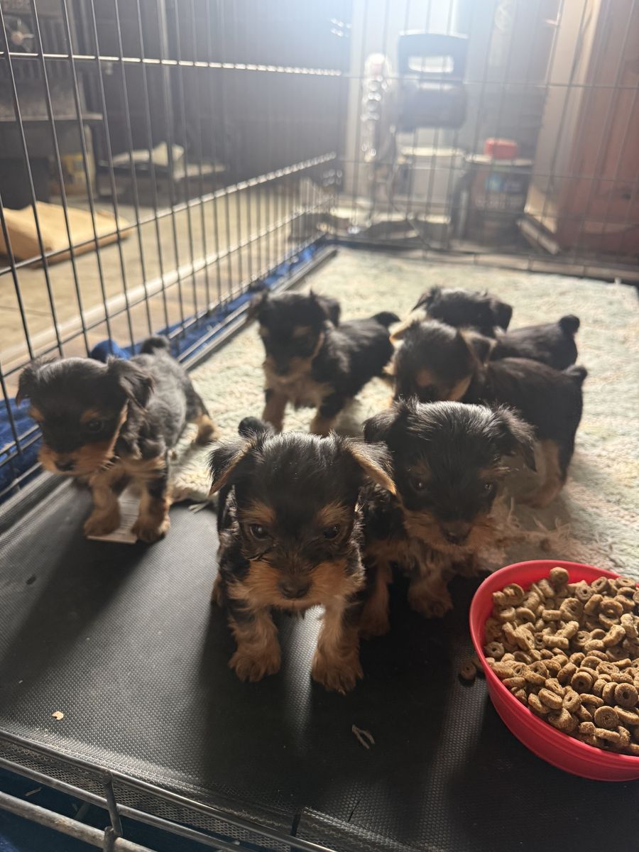 Yorkies 