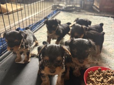Yorkies