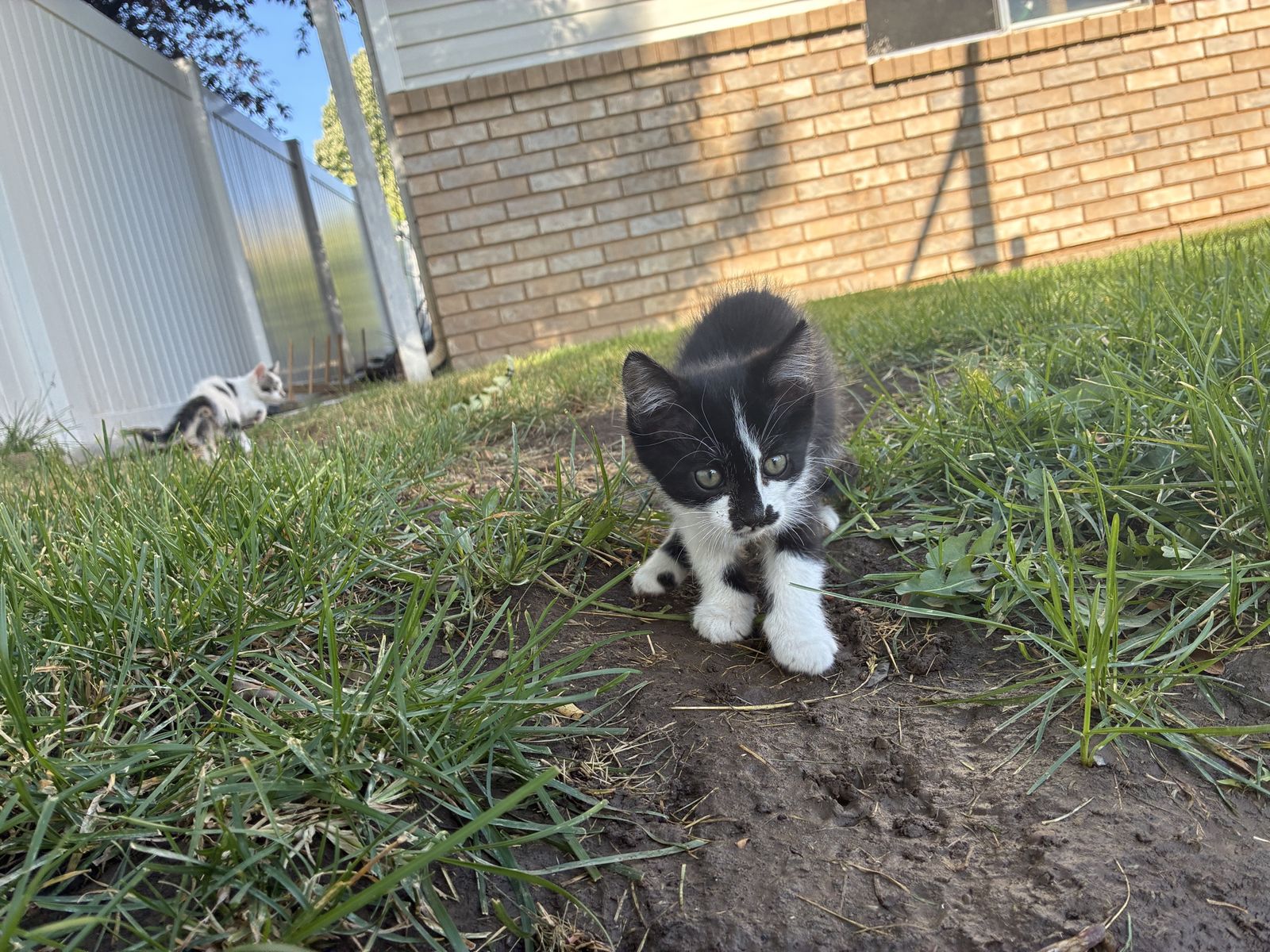 Kittens! Only 3 left!