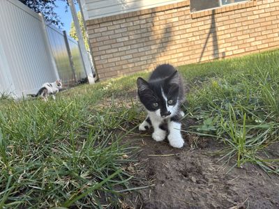 Kittens! Only 3 left!