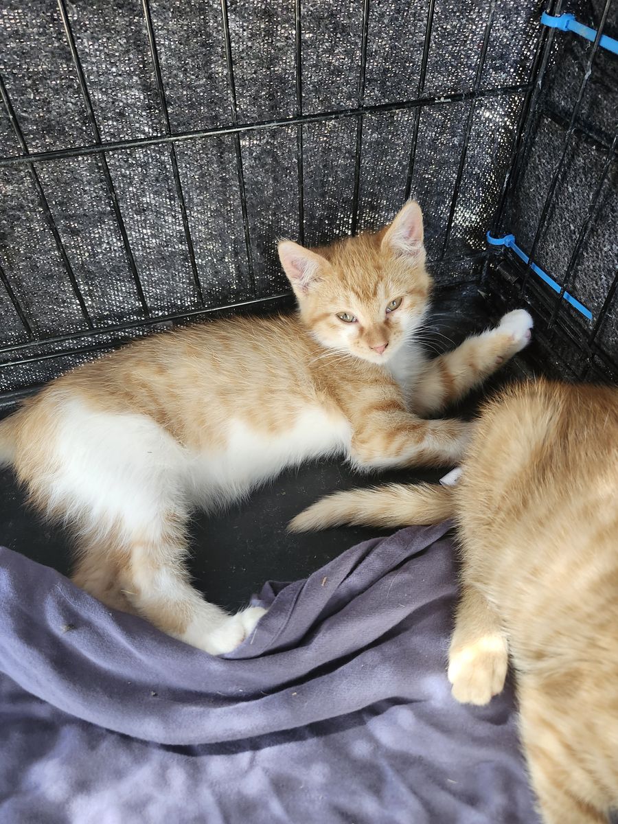 Stray kitten to rehome