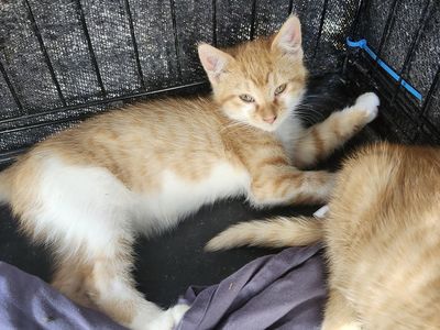 Stray kitten to rehome