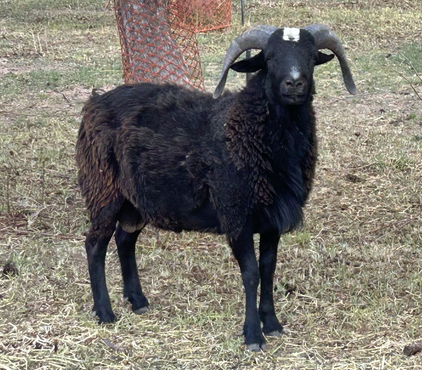 Katahdin Dorper Ram Hair Sheep