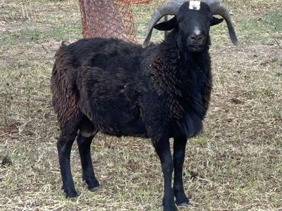 Katahdin Dorper Ram Hair Sheep