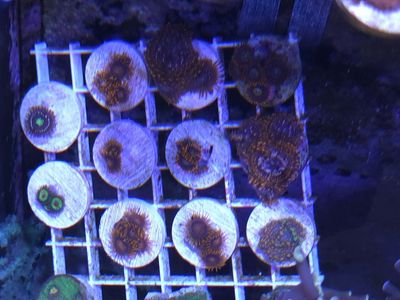 Frag sale this weekend! 18th and 19th