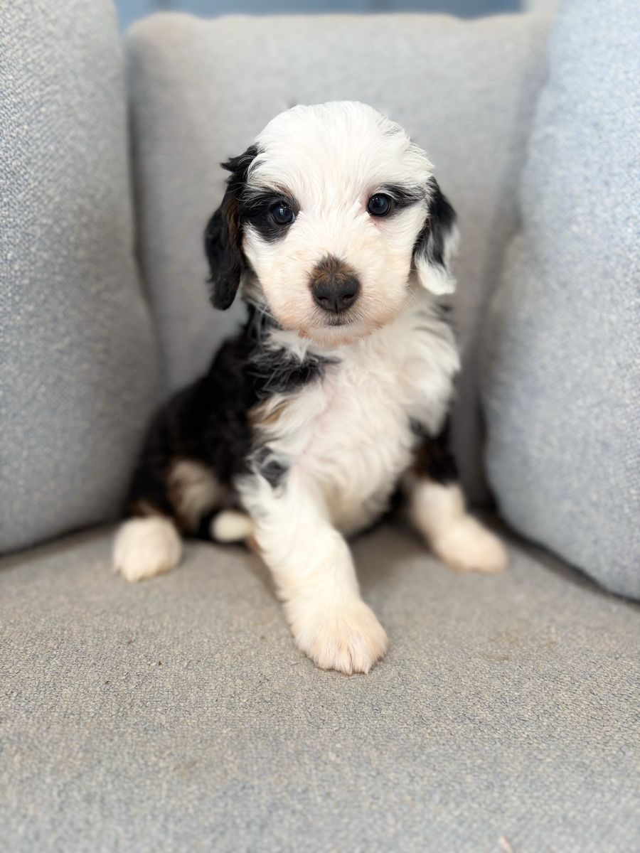 Female Mini Bernedoodle- Therapy puppy + training
