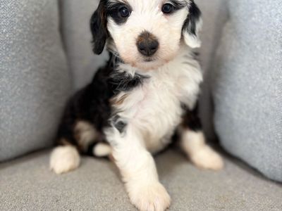 Female Mini Bernedoodle- Therapy puppy + training