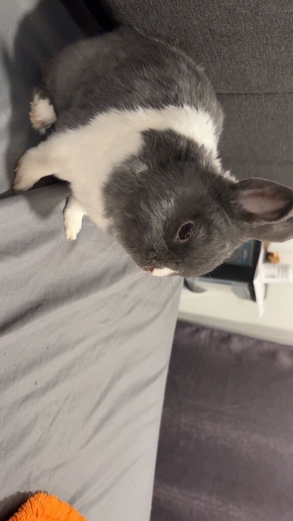 Rabbit Looking For Rehome