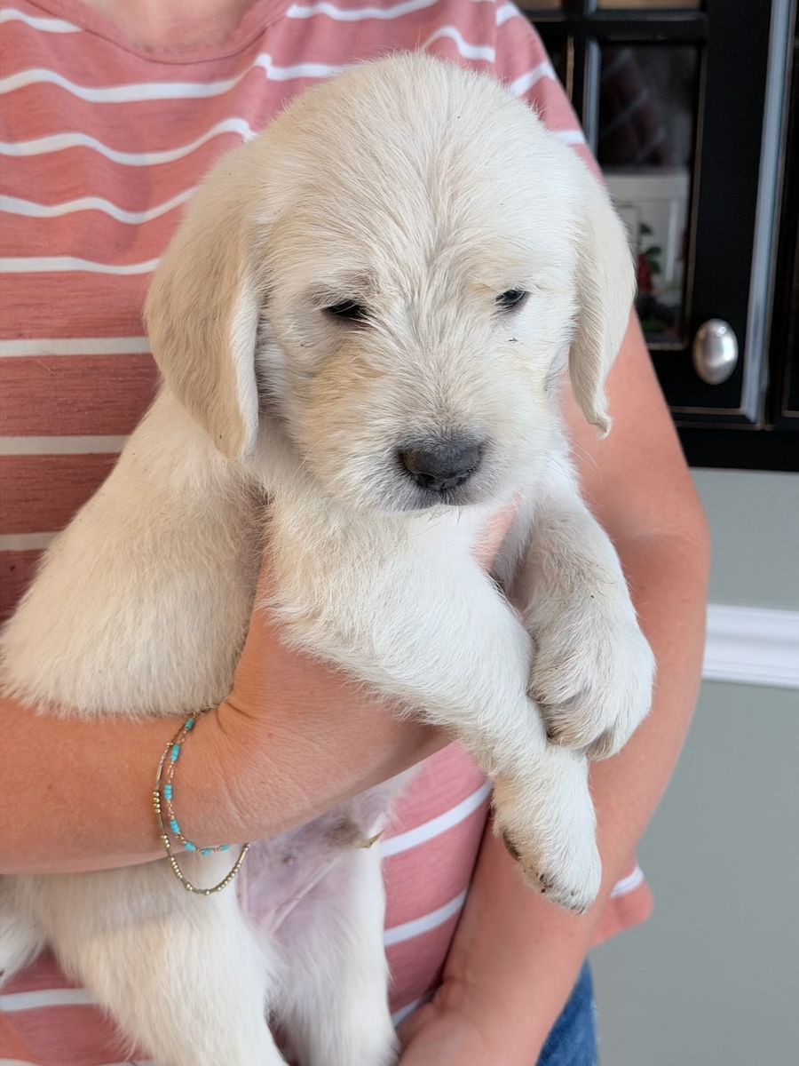 Adorable Goldendoodle/ labradoodle Puppies - Male & Female, Hypoallergenic (Cream & Black)