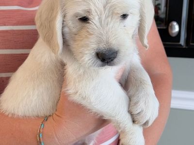 Adorable Goldendoodle/ labradoodle Puppies - Male & Female, Hypoallergenic (Cream & Black)