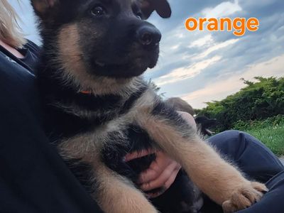 German shepherd puppies
