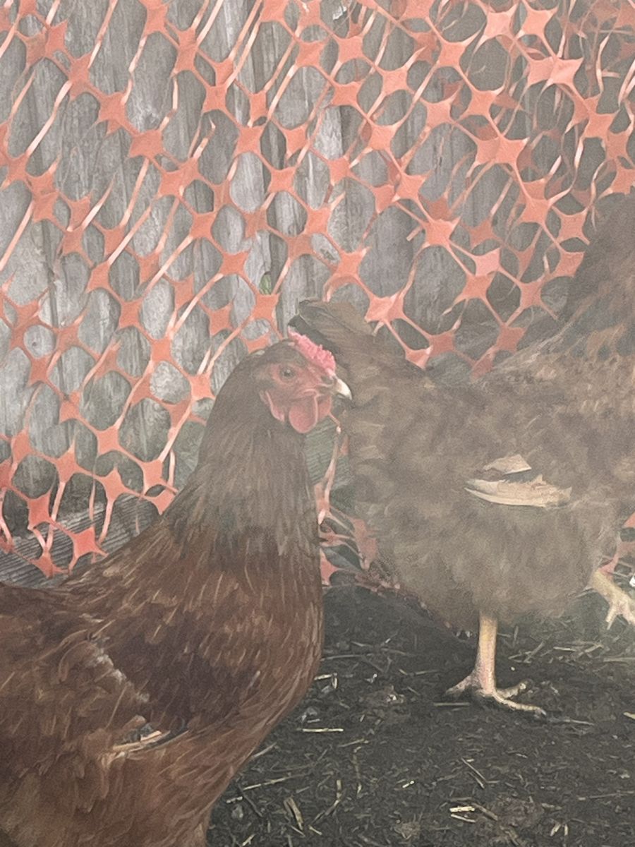 Instant Eggs 10 Month Old Production reds