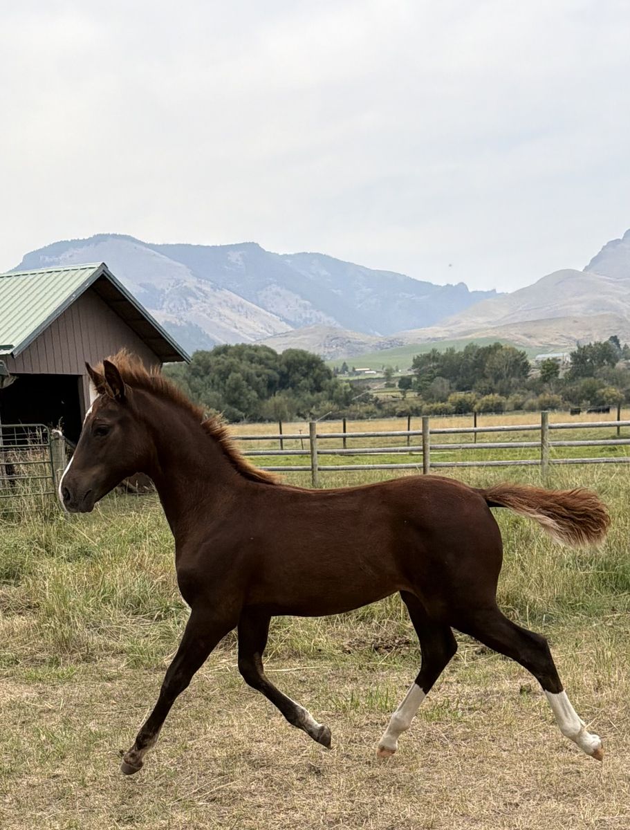 Registered Morgan Chestnut Colt with Chrome