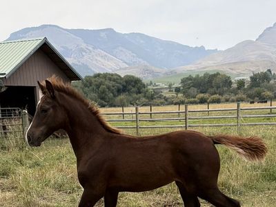 Registered Morgan Chestnut Colt with Chrome