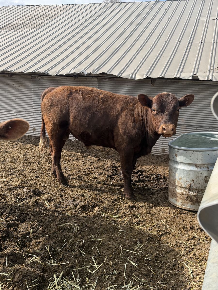 550 pound Beef steer