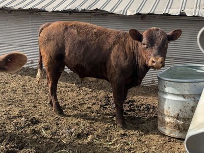 550 pound Beef steer