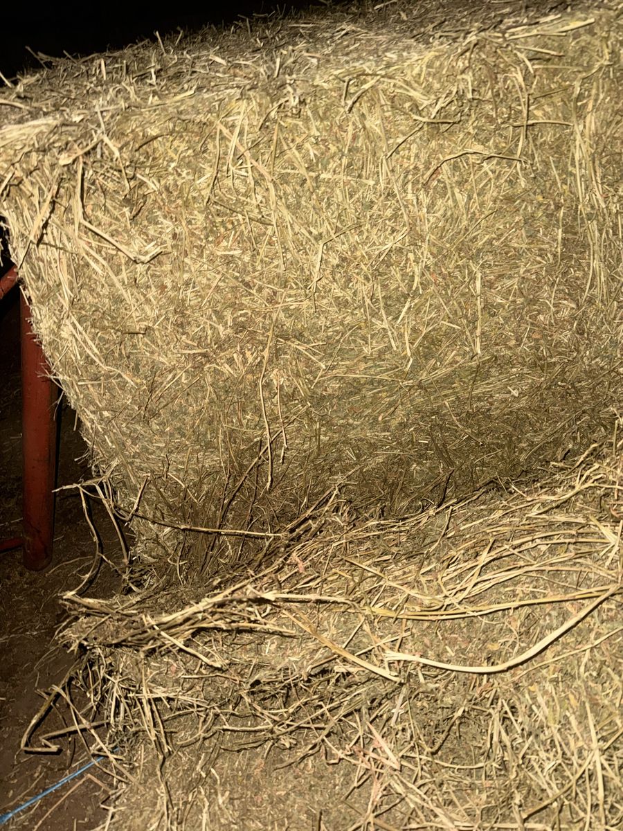 Cow Hay