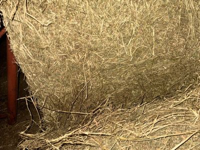 Cow Hay