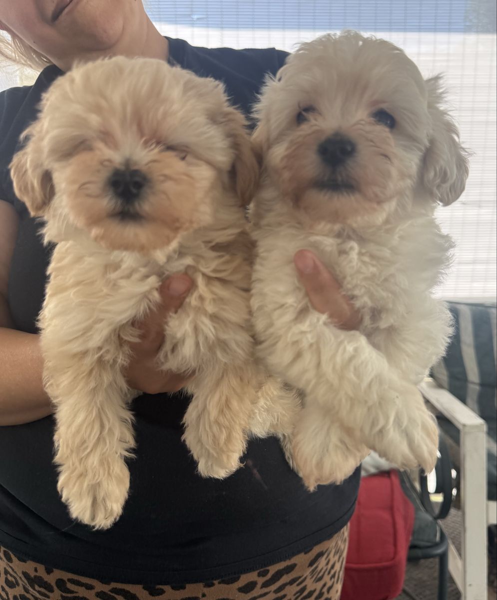 Adorable Maltipoo Puppies - Ready for Their Forever Home!