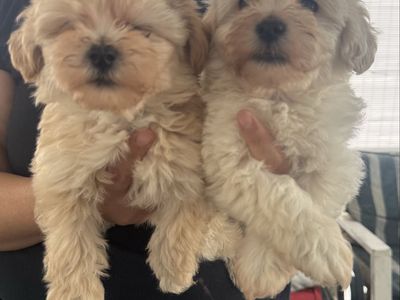 Adorable Maltipoo Puppies - Ready for Their Forever Home!