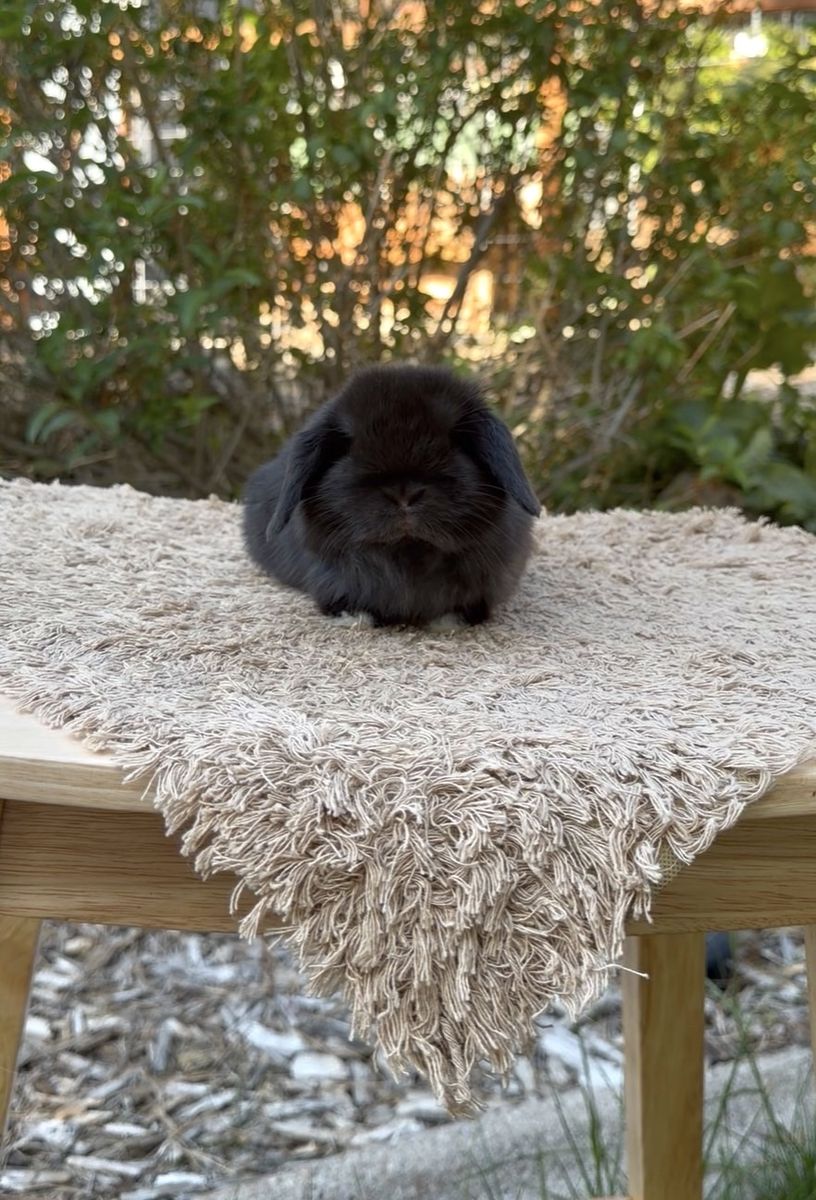Holland Lop Buck