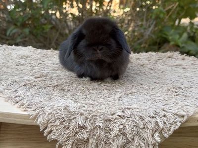 Holland Lop Buck