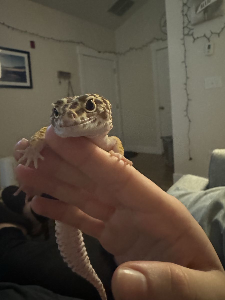 Echo the Gecko