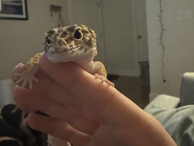 Echo the Gecko