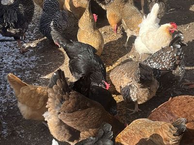 Lots Of Hens and Eggs