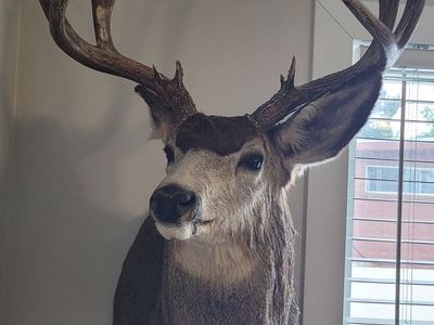 Mule Deer Mount