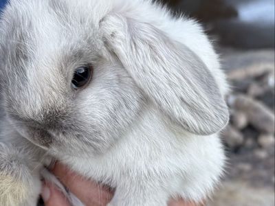 Pedigreed Holland lop bunny