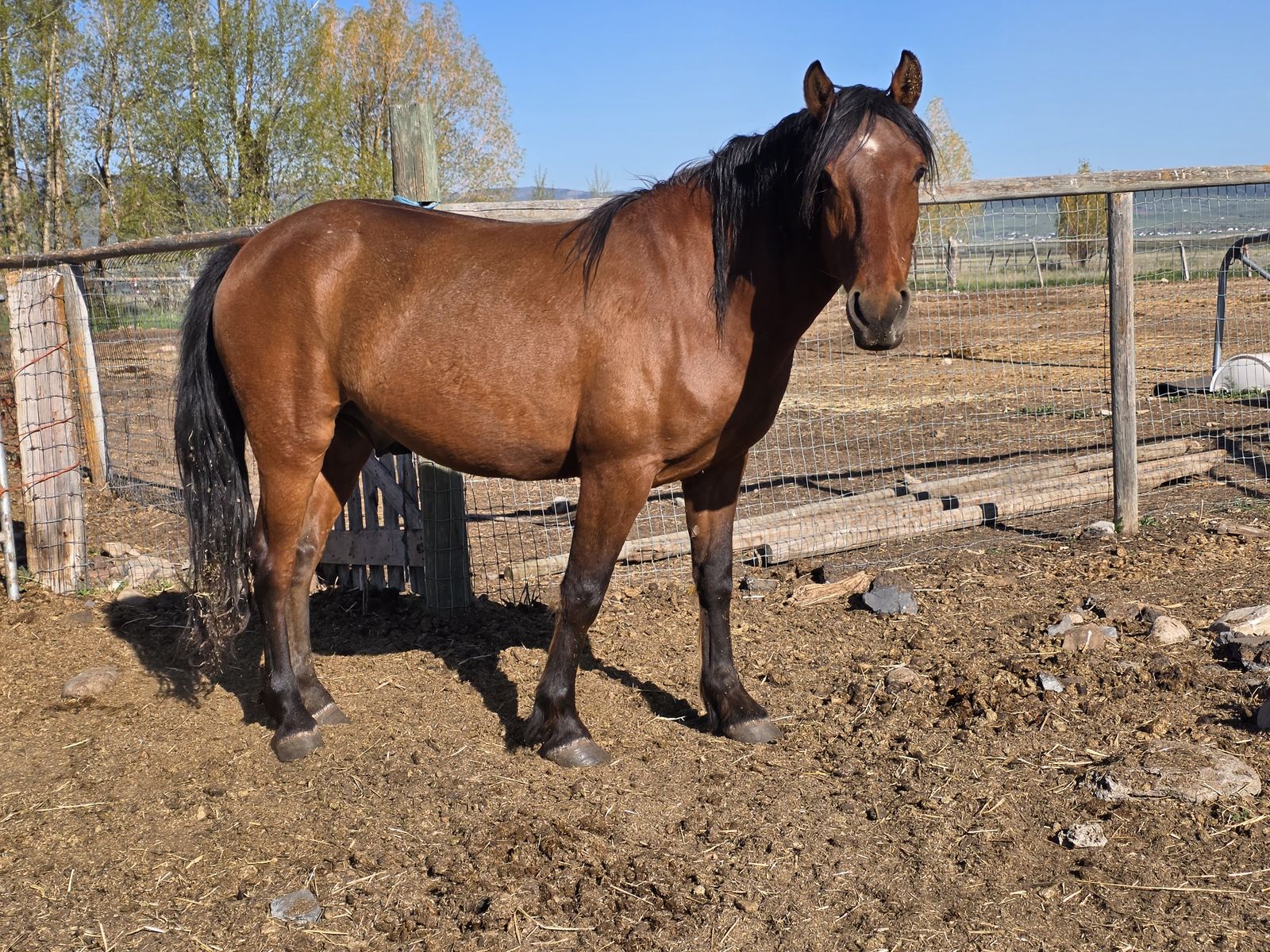 Blm gelding