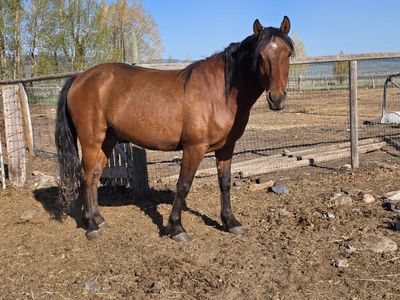 Blm gelding