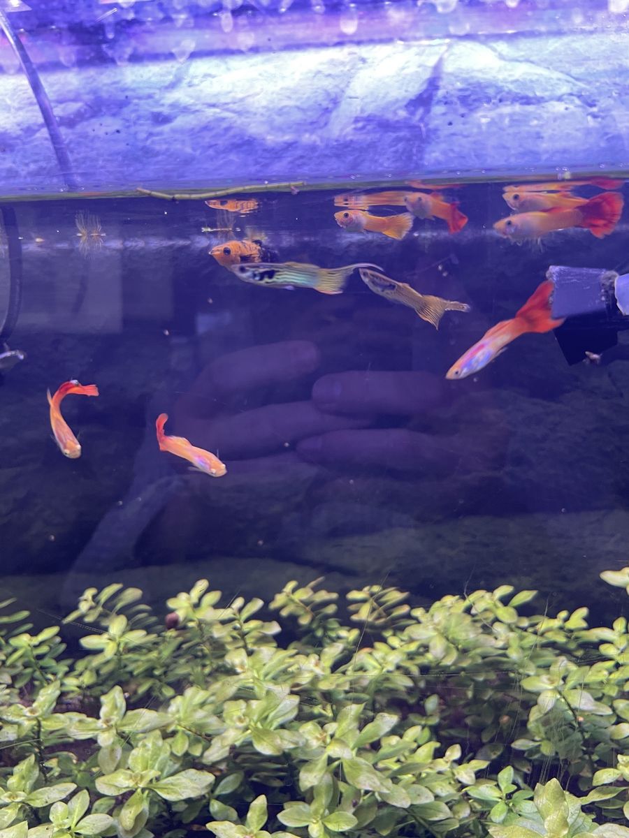 Fancy guppies